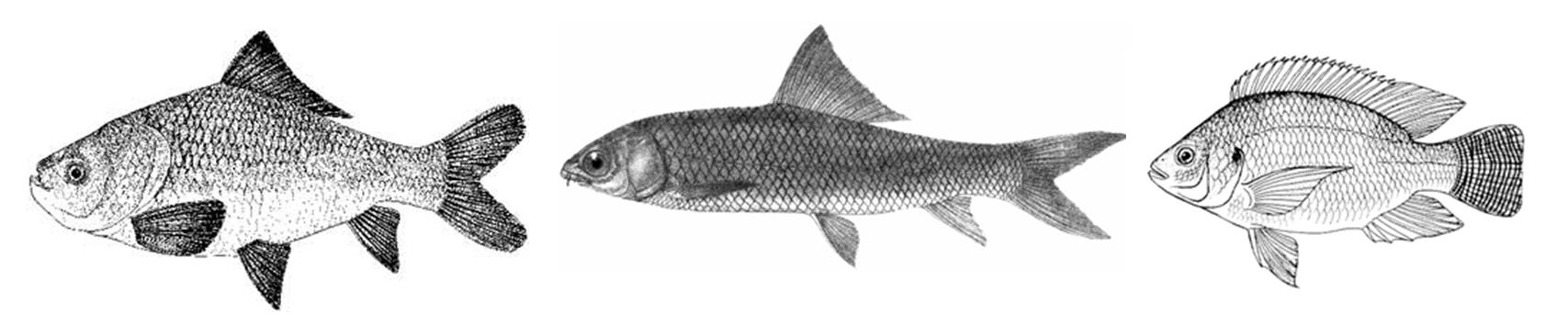 Carp and tilapia