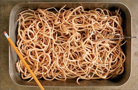 Ascaris worms