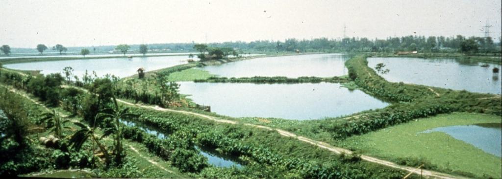 East Kolkata fishponds