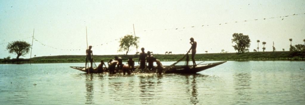 Harvesting fish 1