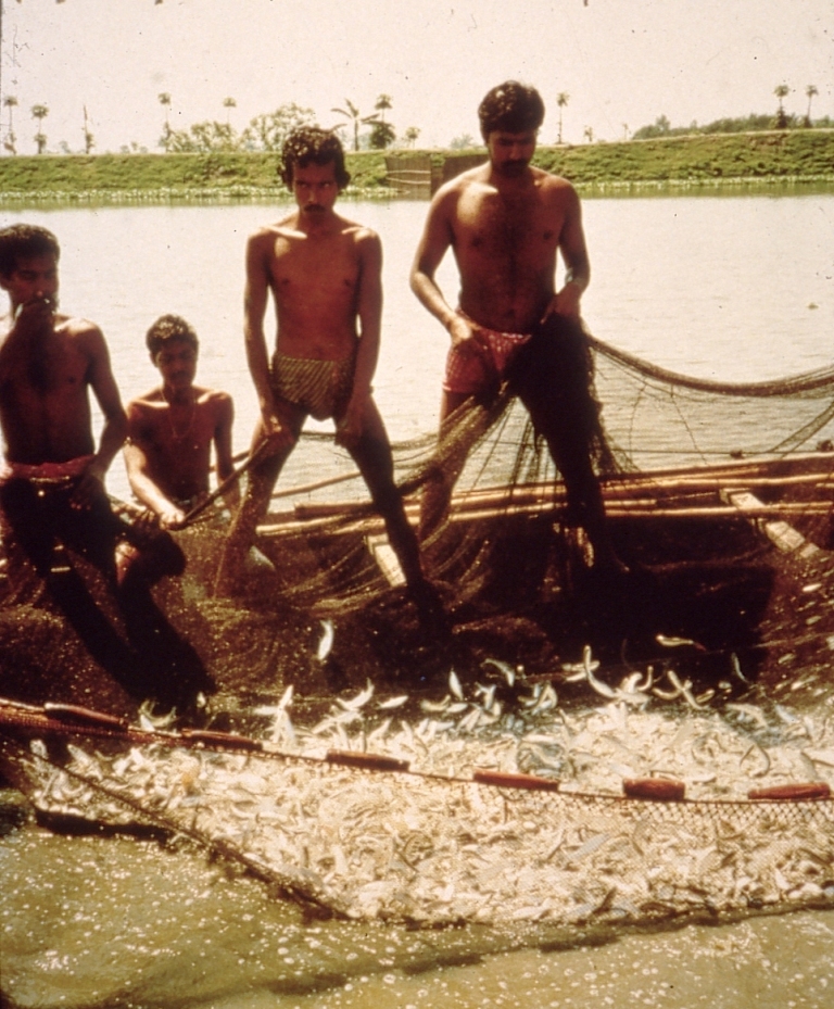 Harvesting fish: close-up