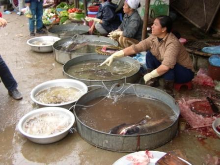 Local fish market