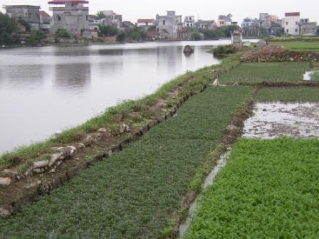 Aquatic vegetable production