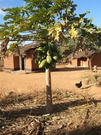 Arborloo fruit tree